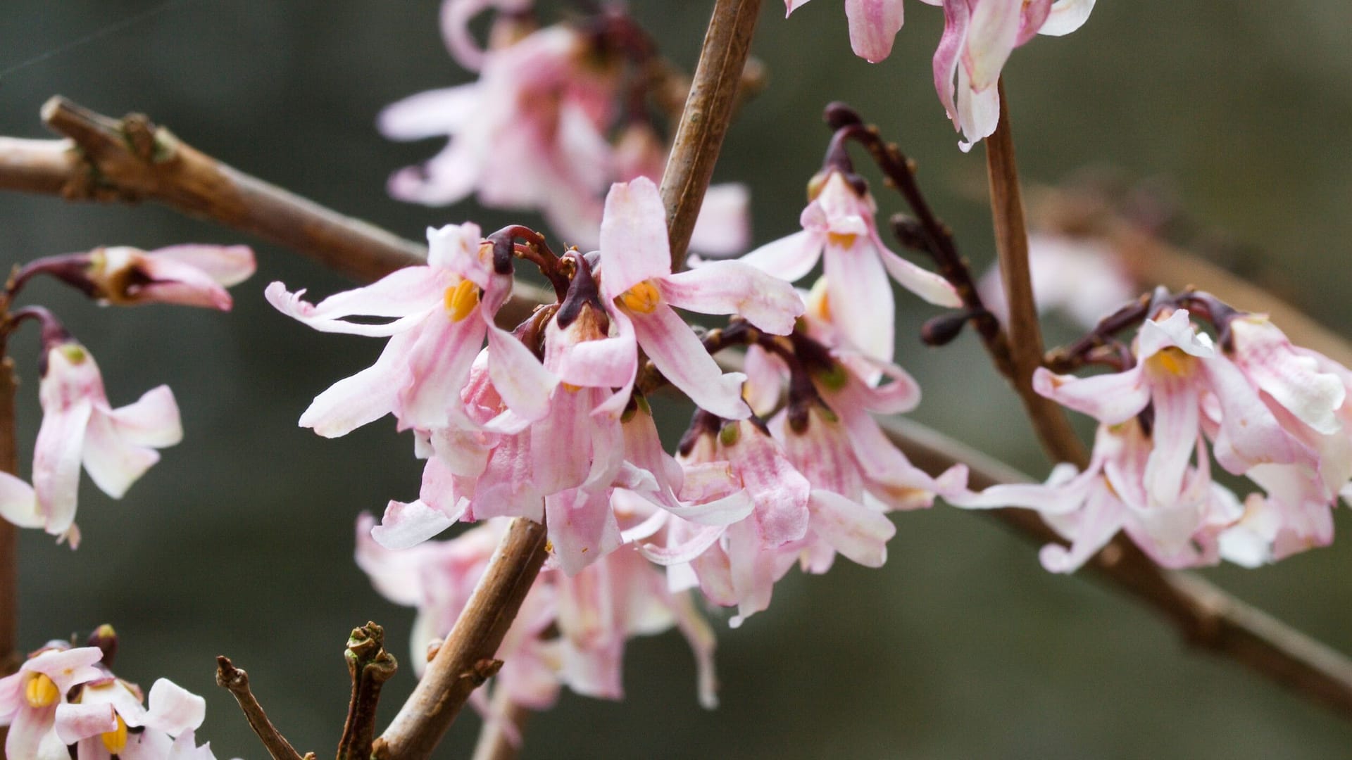 Abeliophyllum Distichum Roseum