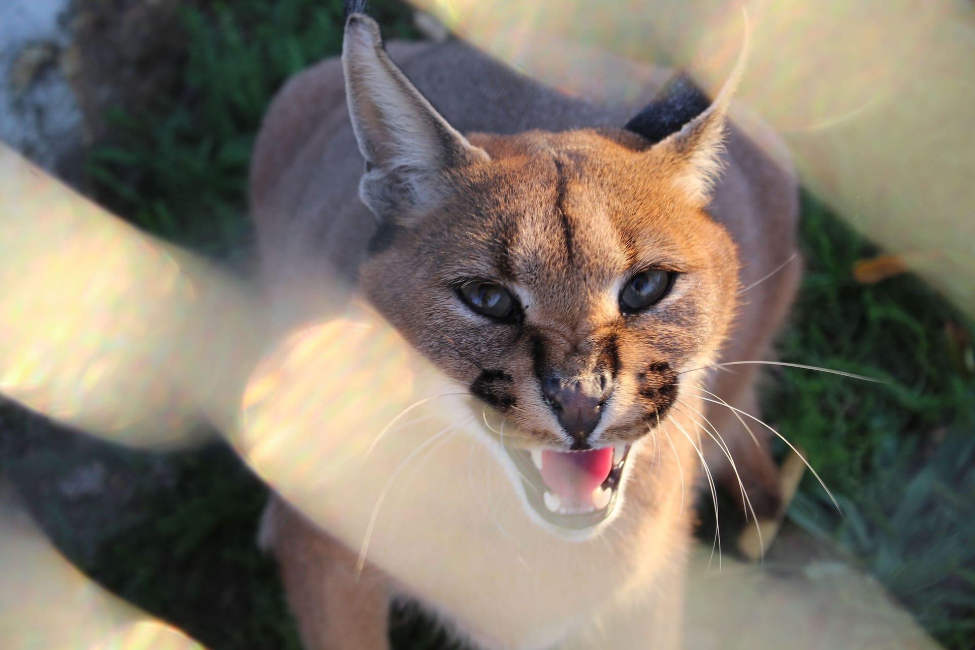 Der Europäische Luchs ist vom Aussterben bedroht.