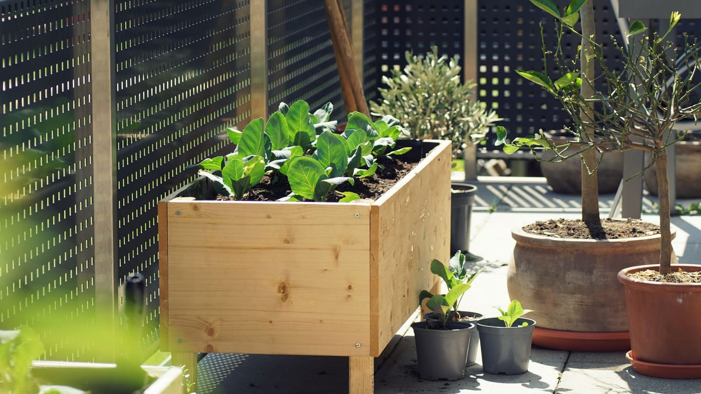 Hochbeet befüllen: Ihren Kompost sollten Sie als dritte Schicht verwenden, um das Wachstum Ihrer Pflanzen zu unterstützen.