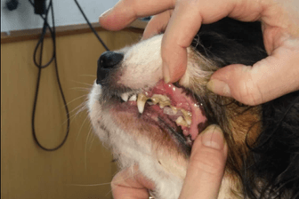 Einer der geretteten Hunde: Auf Facebook zeigt der Verein "Arche 90" die schlechte Zahngesundheit des Tieres.