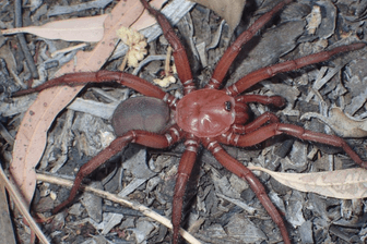 Euplos dignitas: Die Spinne wurde in Australien entdeckt.