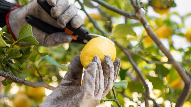 Zitronenbäume schneiden: Schneiden Sie Ihren Zitronenbaum alle paar Monate zurück, um das Wachstum zu fördern.