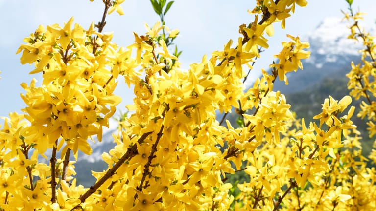 Forsythien Standort: Für eine strahlende Blütenpracht sollten Sie Ihre Forsythien viel Sonne abbekommen.