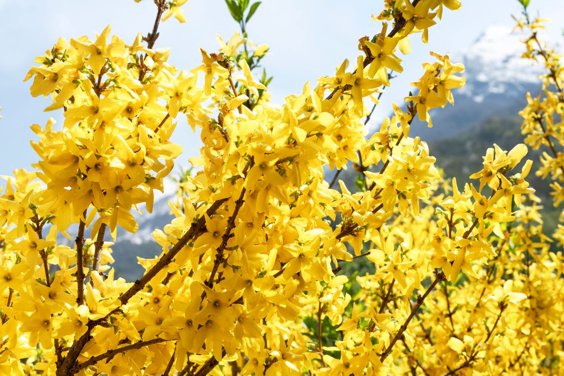 Forsythien Standort: Für eine strahlende Blütenpracht sollten Sie Ihre Forsythien viel Sonne abbekommen.