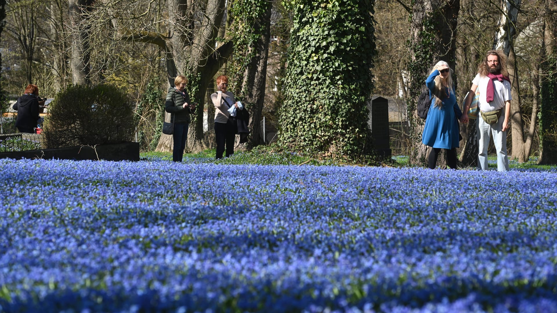 Die Scilla-Pflanze in ihrer Blüte auf dem Lindener Berg (Archivbild): Auch in diesem Jahr erwartet Besucher ein buntes Programm zum Naturschauspiel.