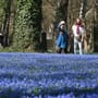 Scilla Blüten Wochen in Hannover: Das ist das Programm beim "Blauen Wunder"