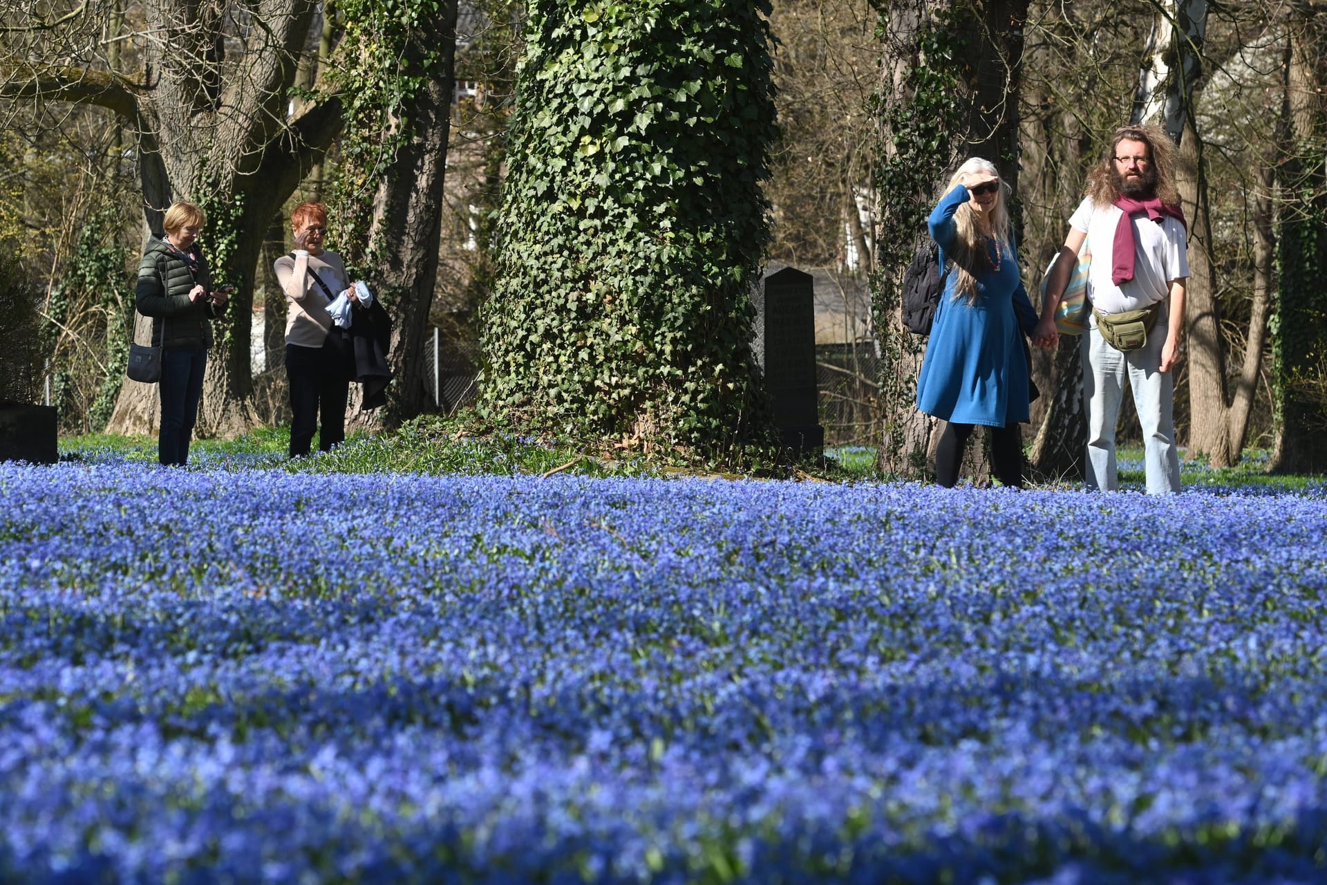 Die Scilla-Pflanze in ihrer Blüte auf dem Lindener Berg (Archivbild): Auch in diesem Jahr erwartet Besucher ein buntes Programm zum Naturschauspiel.