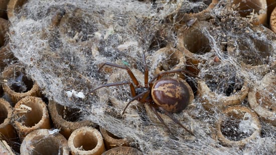 Edle Kugelspinne Fängt Und Frisst Maus: Lebt Die Spinne Auch Bei Uns?