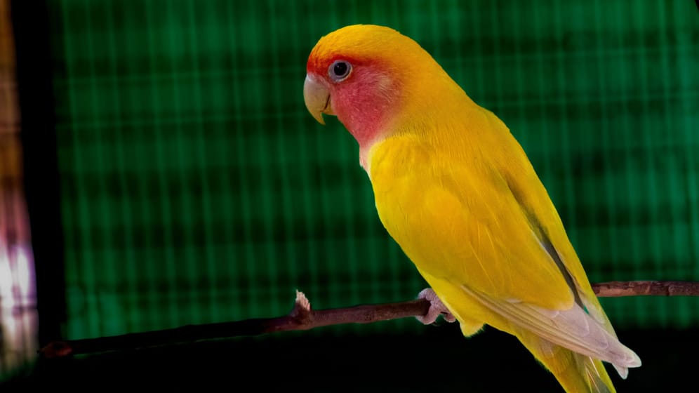 Papagei (Symbolbild): In Indien hat ein Vogel dazu beigetragen, dann zwei Mörder verurteilt wurden.