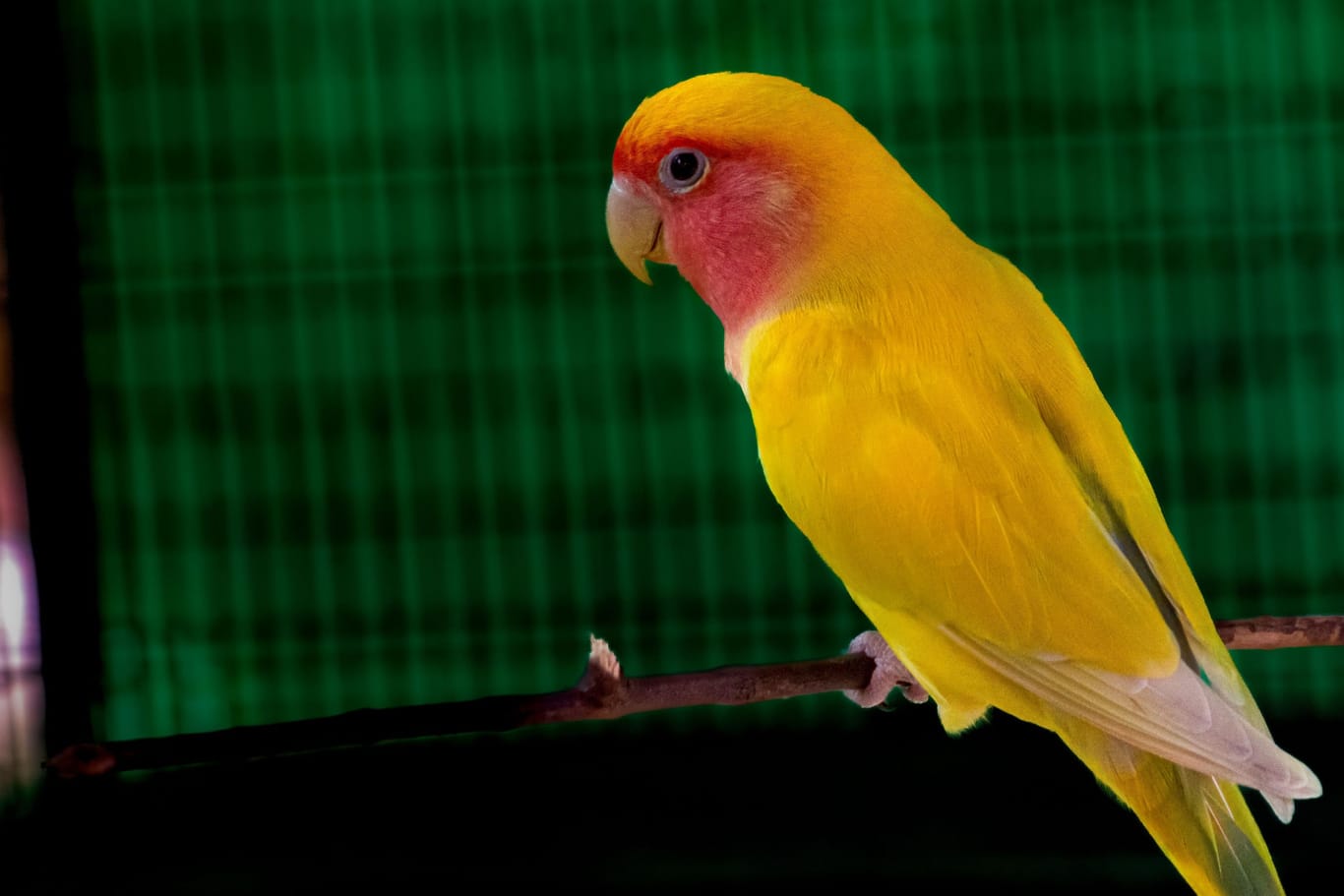 Papagei (Symbolbild): In Indien hat ein Vogel dazu beigetragen, dann zwei Mörder verurteilt wurden.