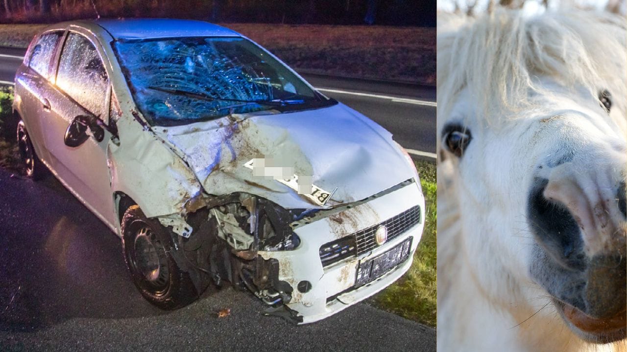 Mit einem Shetlandpony wie diesem (rechts) ist eine Fordfahrerin am Dienstagabend zusammengestoßen – das Pferd starb noch an der Unfallstelle. Mit einem Shetlandpony wie diesem (rechts) ist eine Fordfahrerin am Dienstagabend zusammengestoßen – das Pferd starb noch an der Unfallstelle.