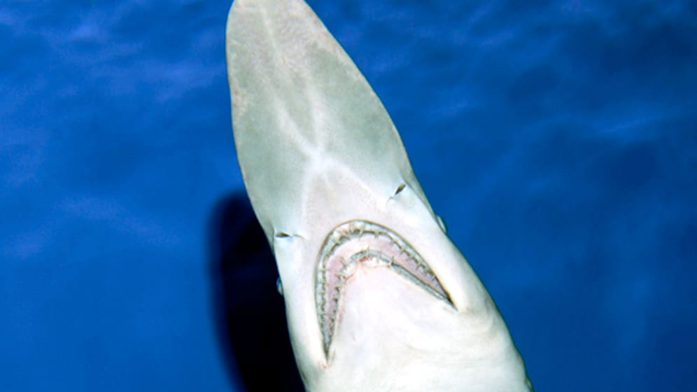 Der Kopf eines Koboldhais von unten, aufgenommen im Tokyo Sea Life Park.