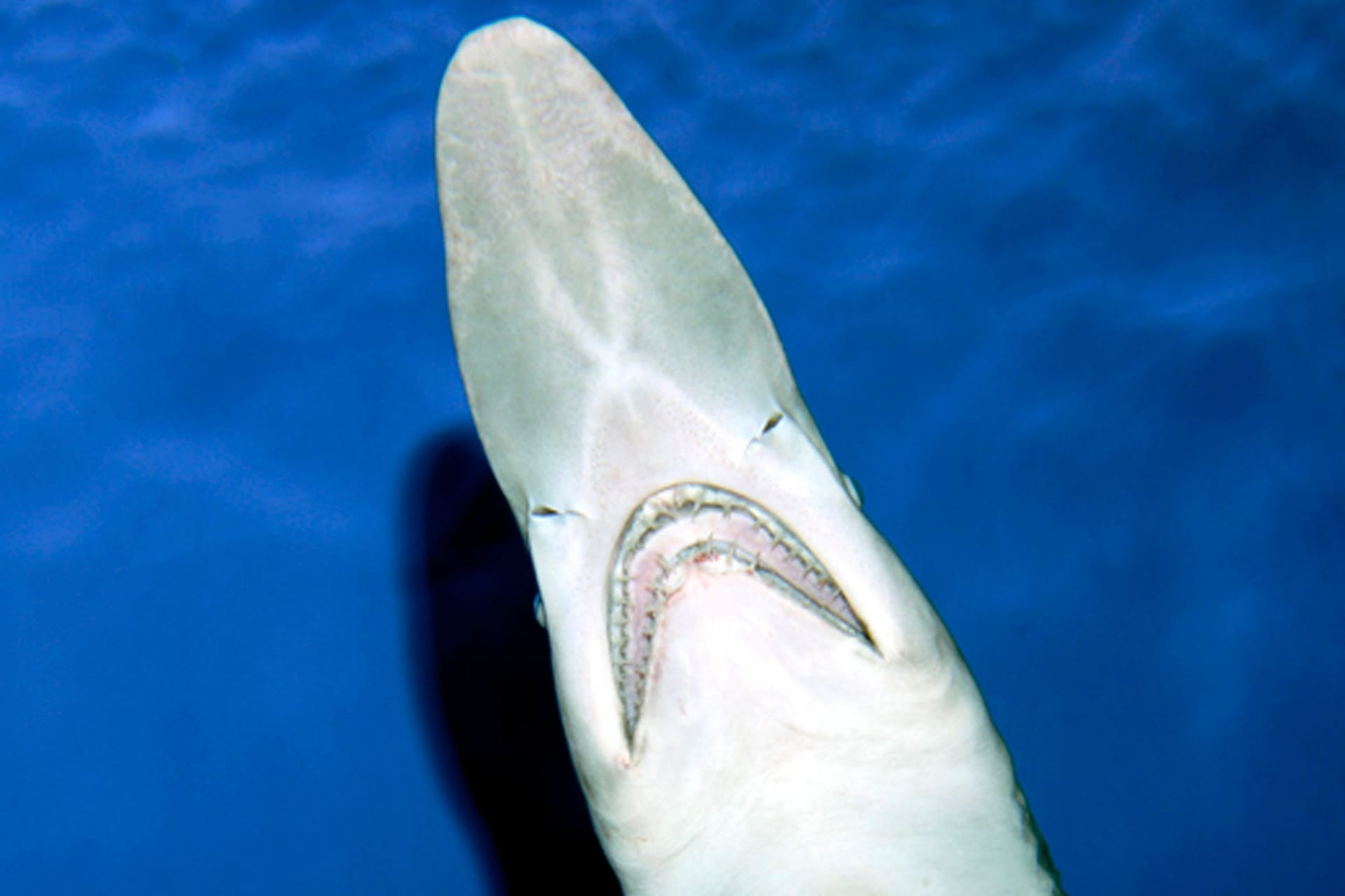 Der Kopf eines Koboldhais von unten, aufgenommen im Tokyo Sea Life Park.