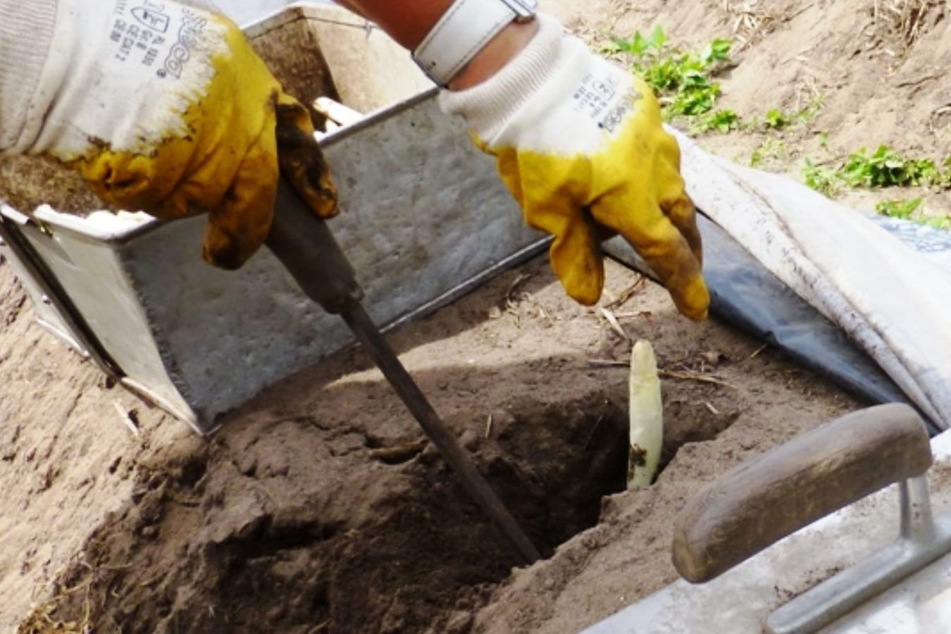 Hof Kaemena: Die Spargelernte ist Handarbeit.