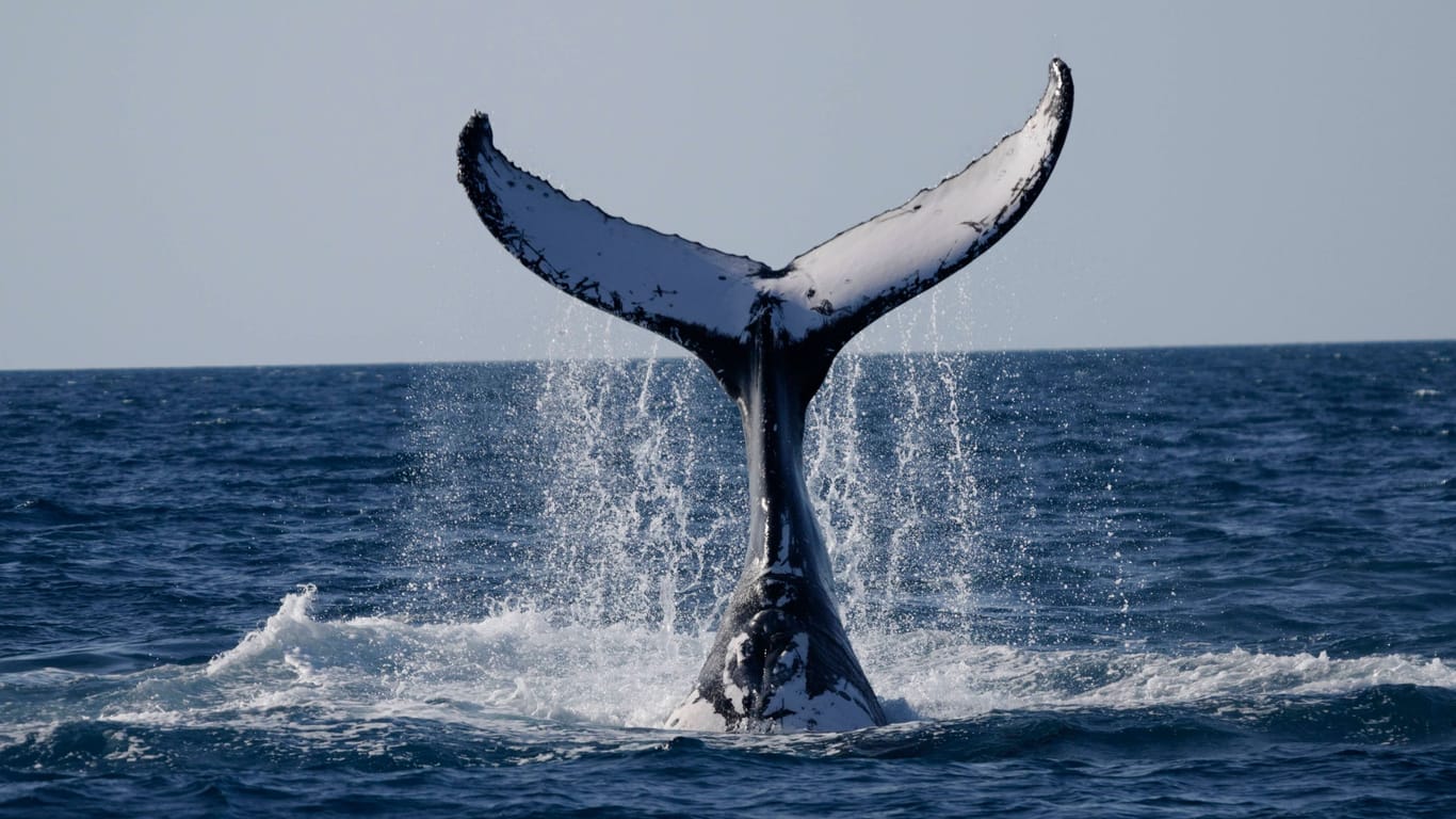 Walflosse (Symbolbild): Ein Wal ist im Pazifik mit einem Segelboot kollidiert.