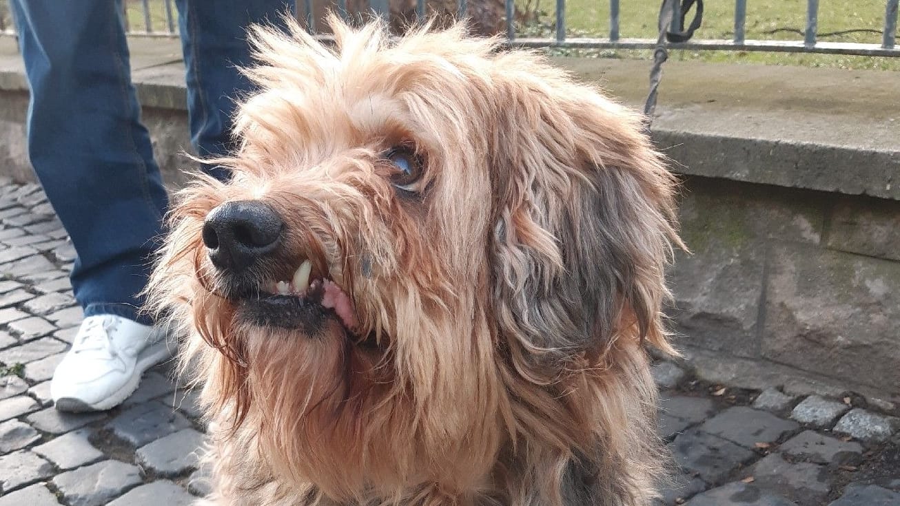 Ein herrenloser Hund wurde in Hildesheim angekettet: Wer kennt den Halter des Tieres? Ein herrenloser Hund wurde in Hildesheim angekettet: Wer kennt den Halter des Tieres?