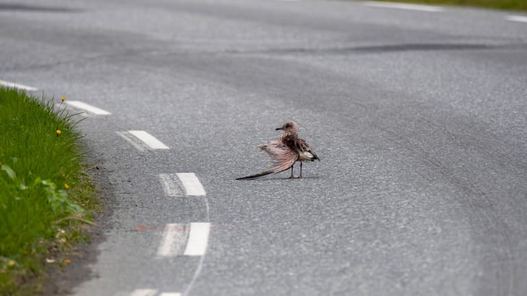 Verletzter Vogel: Gerade an vielbefahrenen Straßen können auch Vögel verletzt werden.
