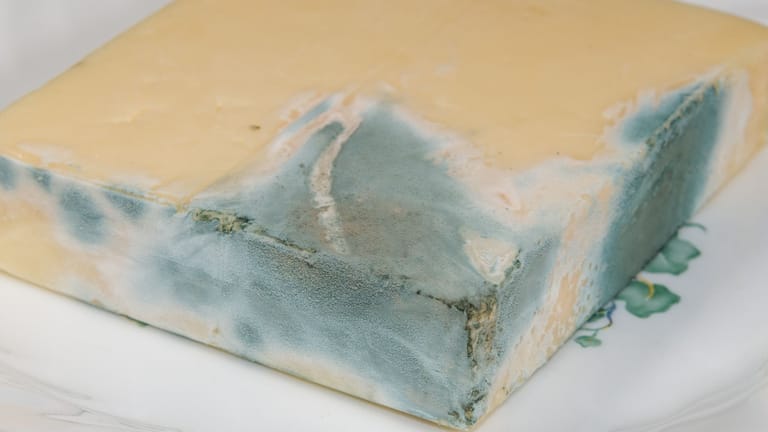 Verschimmelter Hartkäse