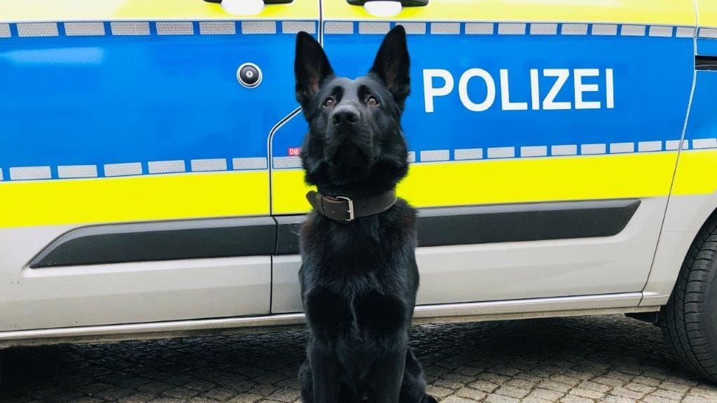 Diensthund "Chuck": Er kam beim mutmaßlichen Supermarkträuber zum Einsatz.