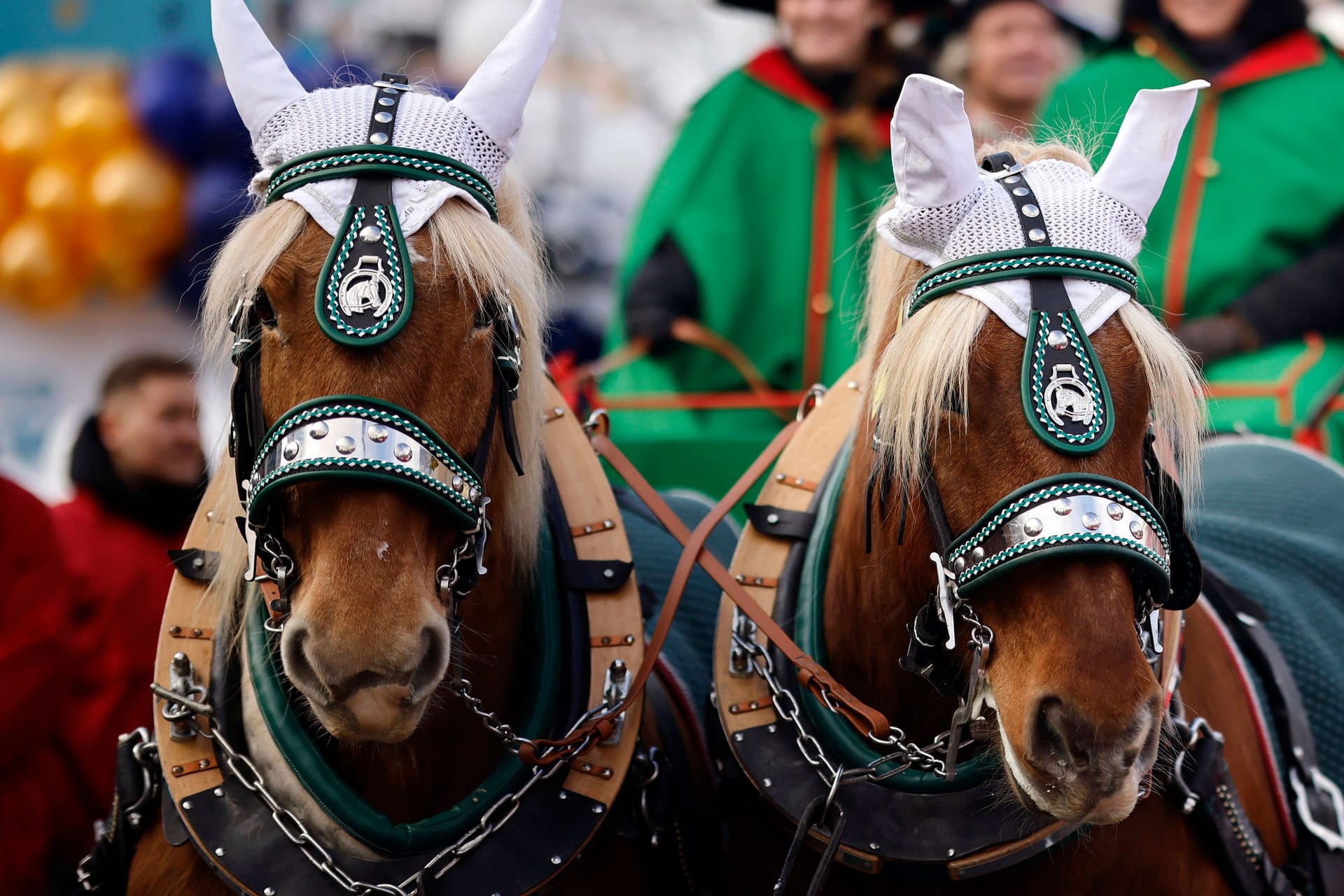 Pferde und Jecken auf dem Rosenmontagszug 2023: Die Tierrechtsorganisation Peta kritisiert den Einsatz von Pferden im Zug.