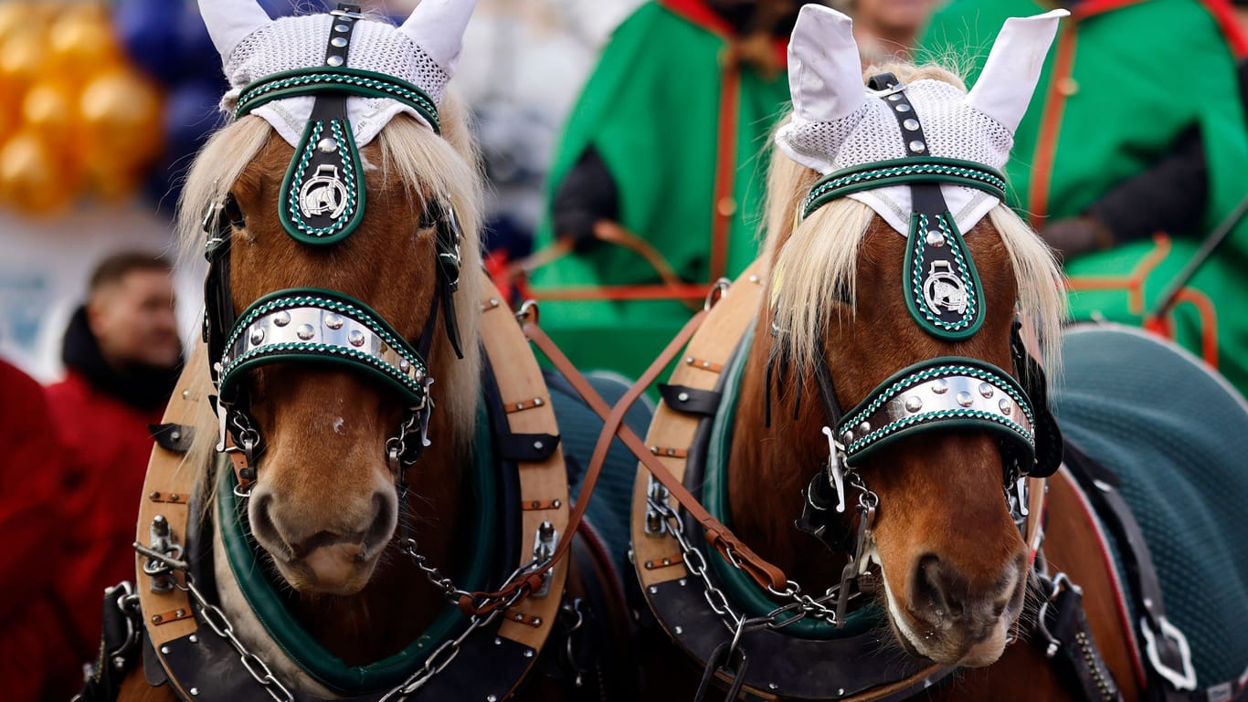 Pferde und Jecken auf dem Rosenmontagszug 2023: Die Tierrechtsorganisation Peta kritisiert den Einsatz von Pferden im Zug.