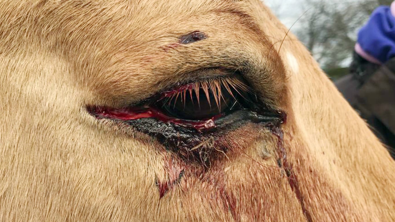 Ein Pferd mit einer Wunde am Auge (Symbolfoto): Das schwer verletzte Tier aus dem Transporter wird intensiv versorgt, ist weiterhin nicht transportfähig.