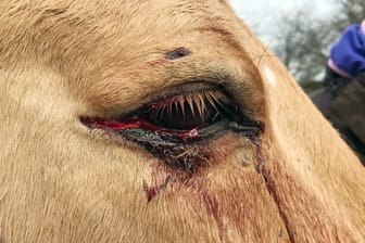 Ein Pferd mit einer Wunde am Auge (Symbolfoto): Das schwer verletzte Tier aus dem Transporter wird intensiv versorgt, ist weiterhin nicht transportfähig.