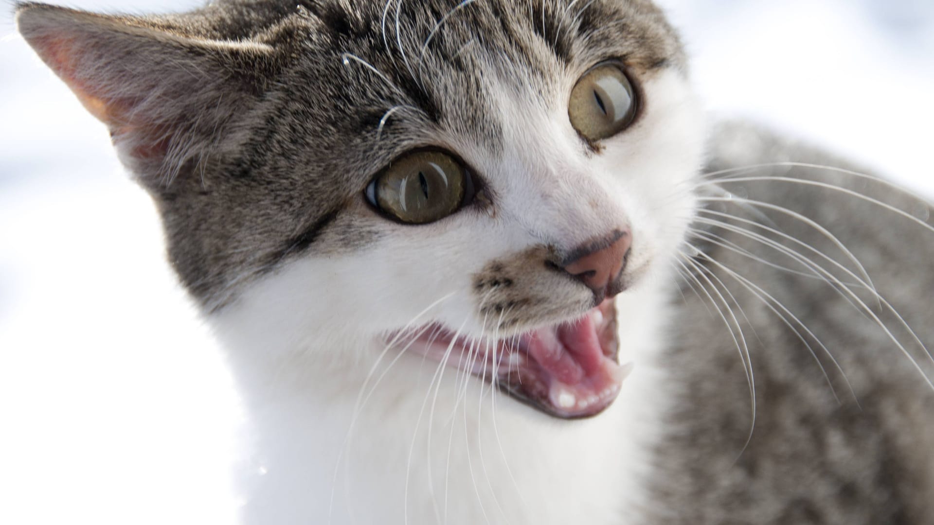 Hauskatze faucht: Ist Fauchen ein Zeichen von Aggressivität? Oder steckt vielleicht etwas anderes dahinter?