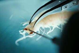 Eiswürmer in "Der Schwarm": Gibt es die Tierchen wirklich?