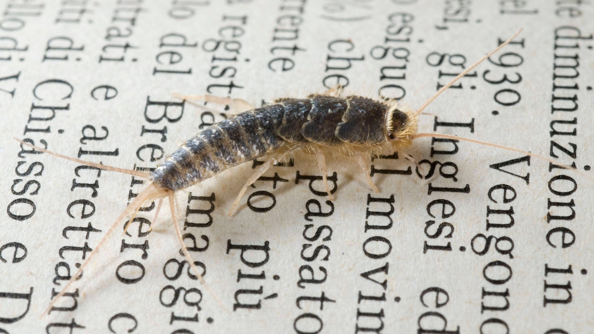 Silberfische: Die Schädlinge finden Sie hauptsächlich an warmen und feuchten Orten.