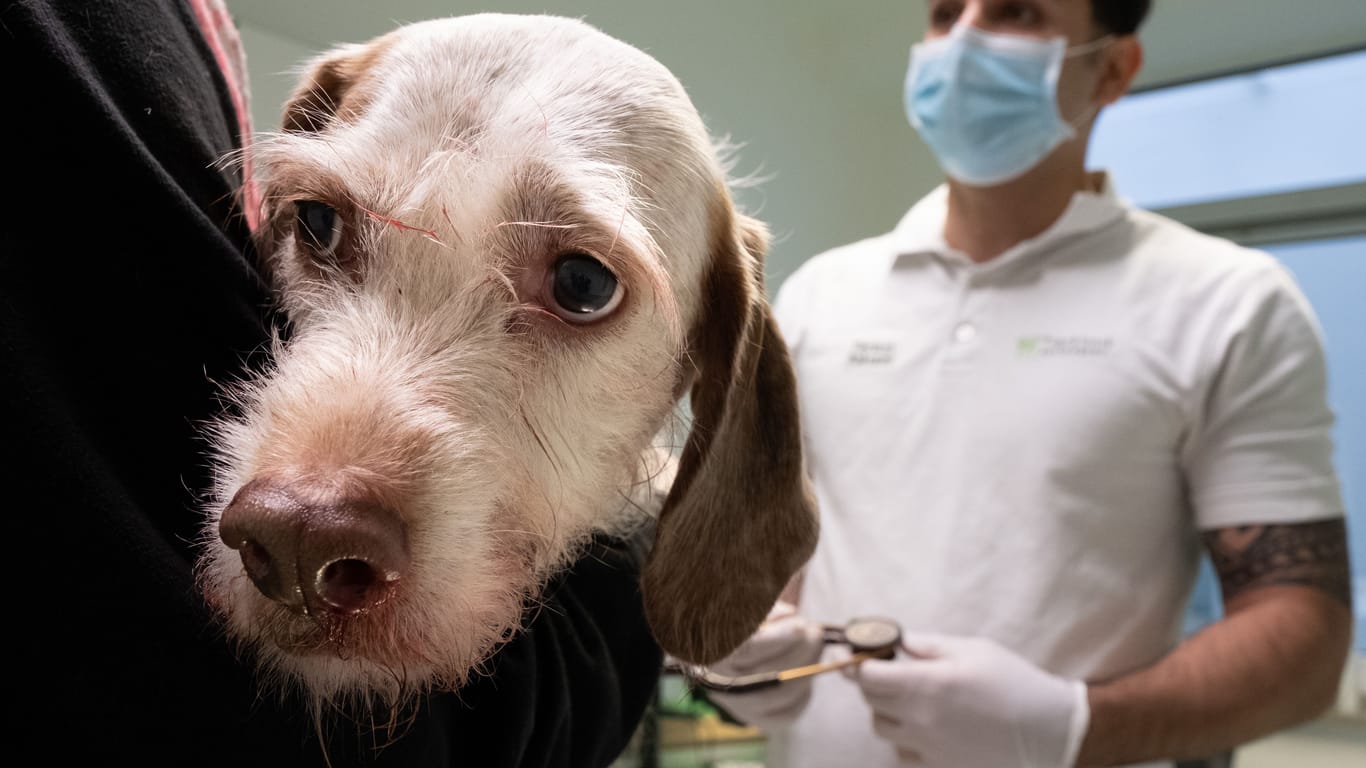 Ein Hund beim Tierarzt: Auf Sylt gibt es zu wenig Veterinäre.