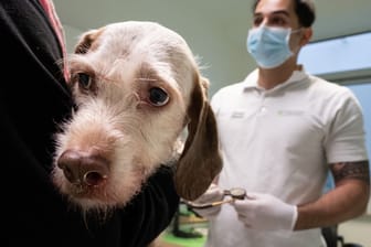 Ein Hund beim Tierarzt: Halter sollten ihre Hunde vor Zecken schützen.