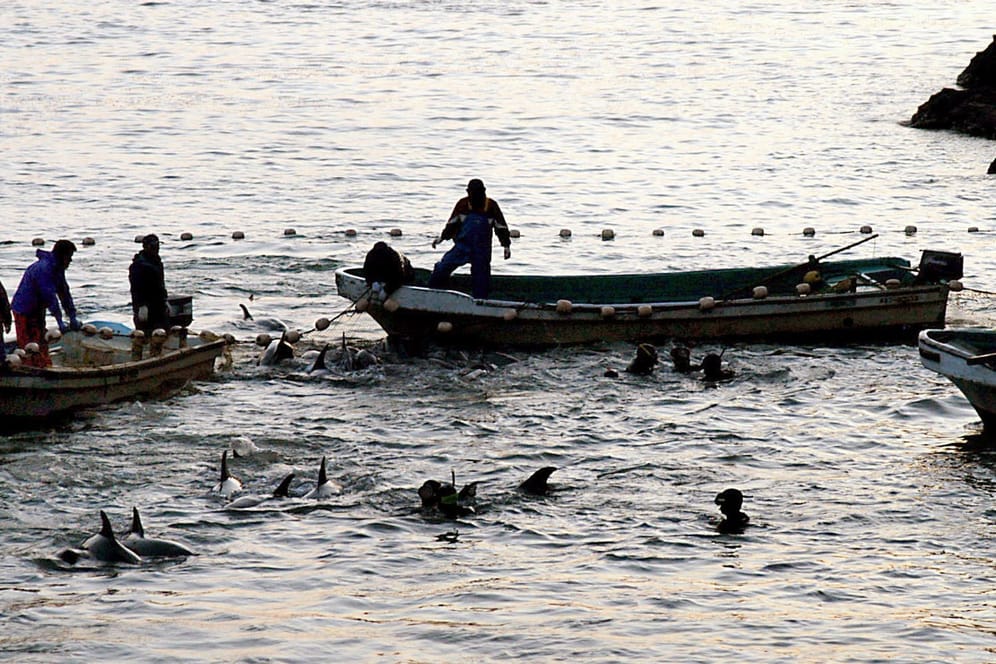 Delfine werden bei einer Treibjagd in eine Lagune getrieben: Das Bild wurde aufgenommen in der Walfang-Stadt Taiji.