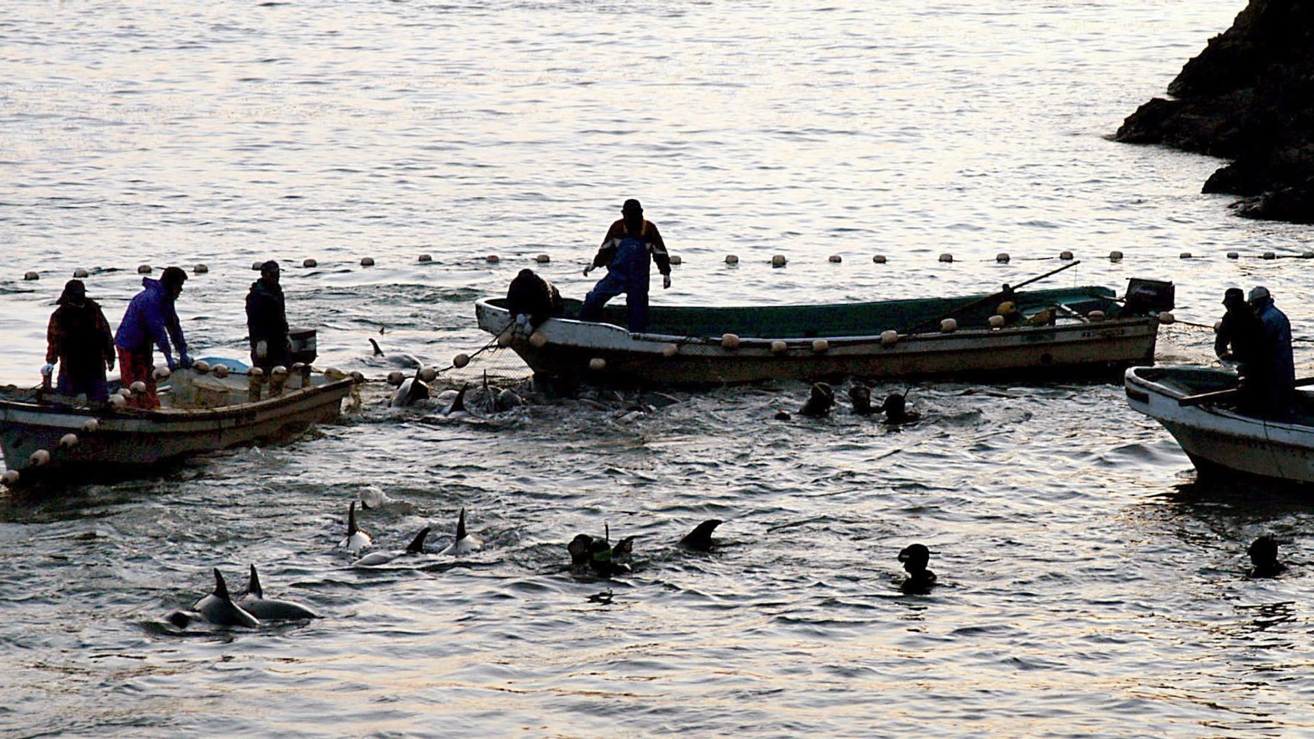 Delfine werden bei einer Treibjagd in eine Lagune getrieben: Das Bild wurde aufgenommen in der Walfang-Stadt Taiji.