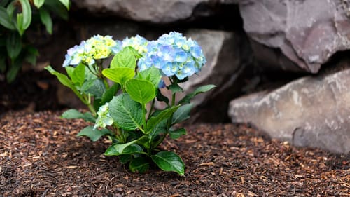 Hortensien düngen mit Blaukorn Hier ist Vorsicht geboten