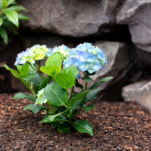 Pflanzen Tipps zur Pflege von Zimmerpflanzen und Gartenpflanzen Seite 3