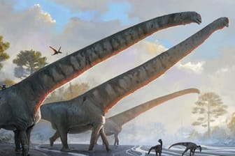 Illustration des Natural History Museums zeigt «Mamenchisaurus sinocanadorums»: Forscherinnen und Forscher haben einen besonderen Fund gemacht.