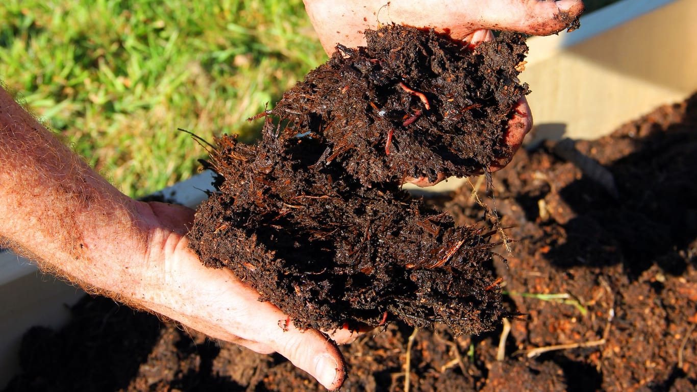 Regenwürmer locker den Boden des Komposthaufens auf, indem Sie Ihre Abfälle verspeisen und Humus erzeugen.