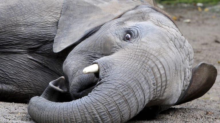 Elefantenbulle im Zoologischen Garten Wuppertal (Symbolbild): Tierpfleger haben eine abgerissene Elefantenspitze in einem Gehege gefunden.