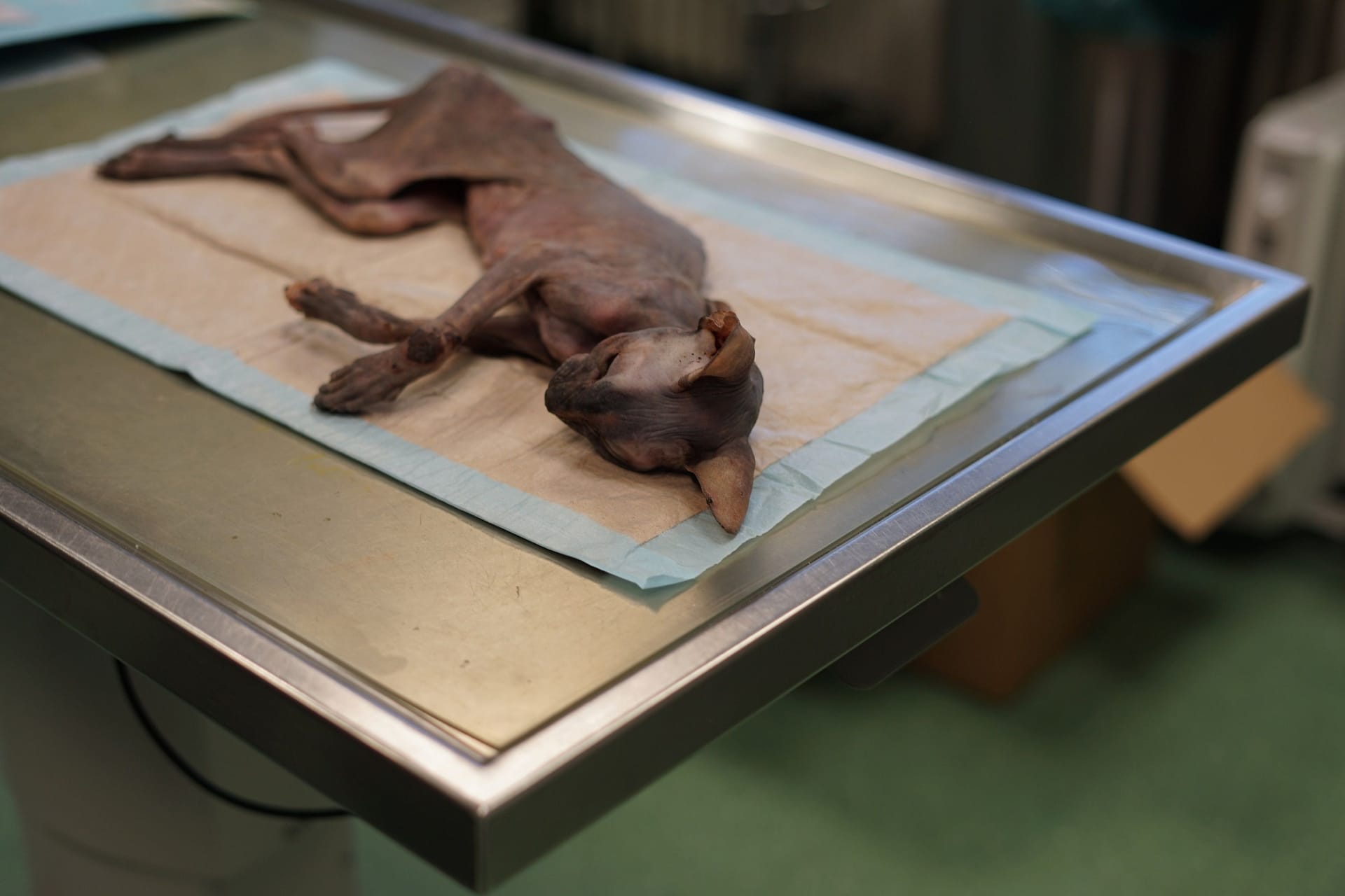 Eine Sphynx-Katze wurde vernachlässigt und dann in Hamburg ausgesetzt: Sie musste eingeschläfert werden.