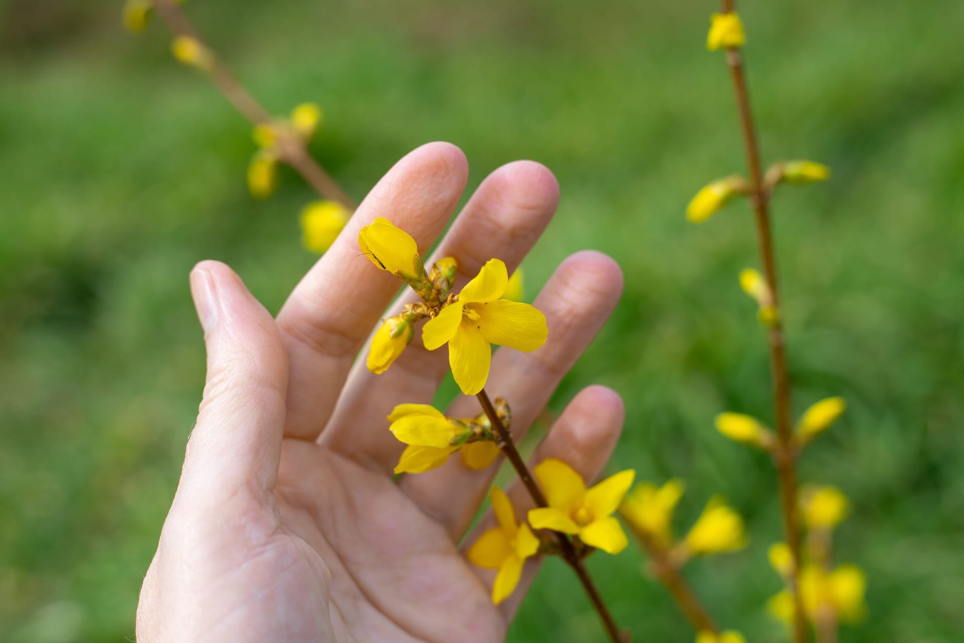 Forsythien schneiden: Am besten schneiden Sie die Forsythien nach ihrer Blüte zurück.