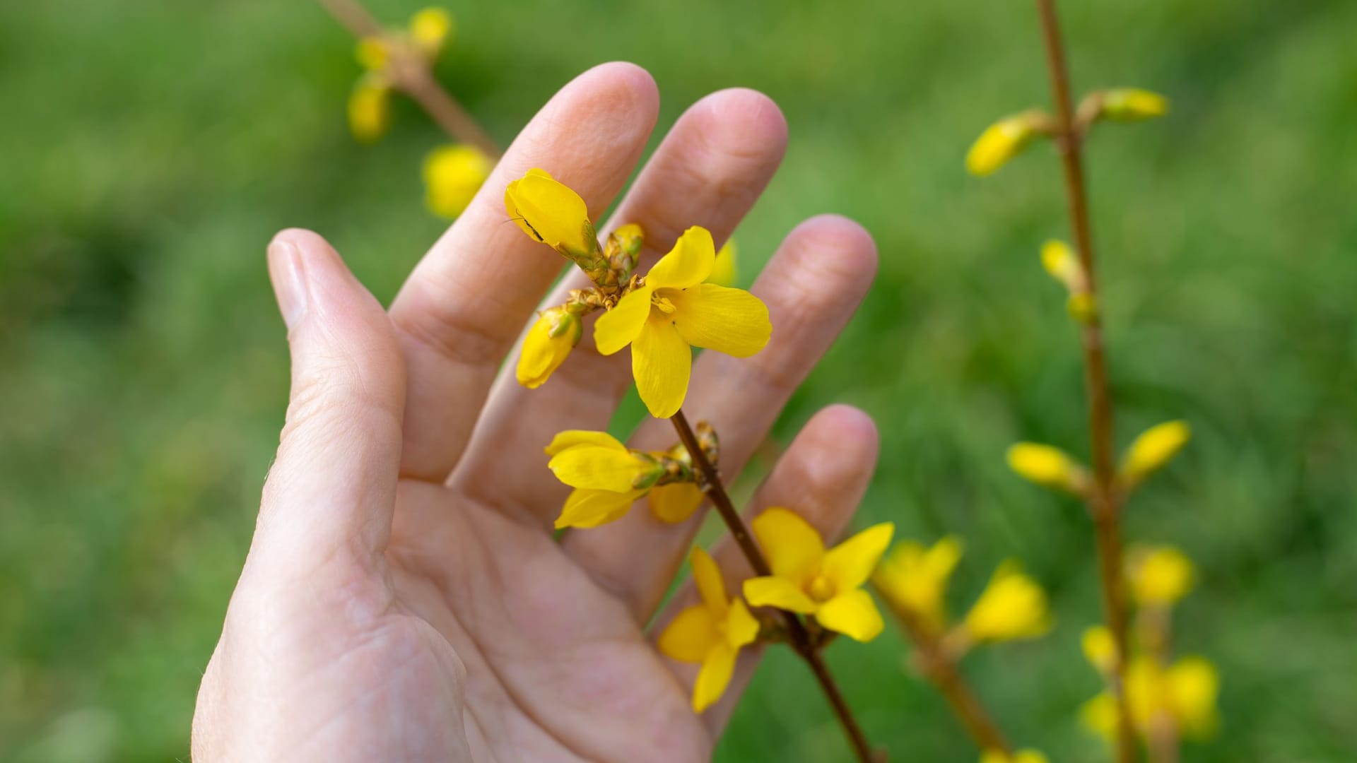 Forsythien schneiden: Am besten schneiden Sie die Forsythien nach ihrer Blüte zurück.