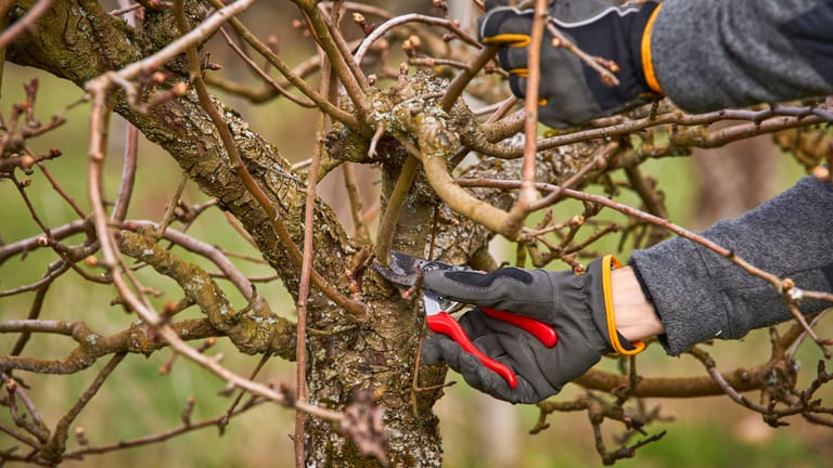 Alte Obstbäume richtig schneiden So steigern Sie Ihre Fruchterträge