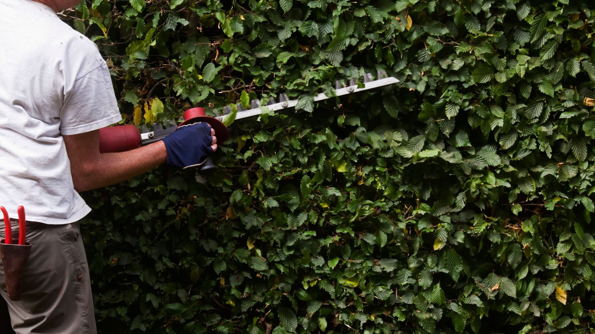 Ein Mann trimmt eine Hecke: Gartenarbeiten können als Dienstleistungen oder Handwerkerleistungen in der Steuererklärung angeben werden.