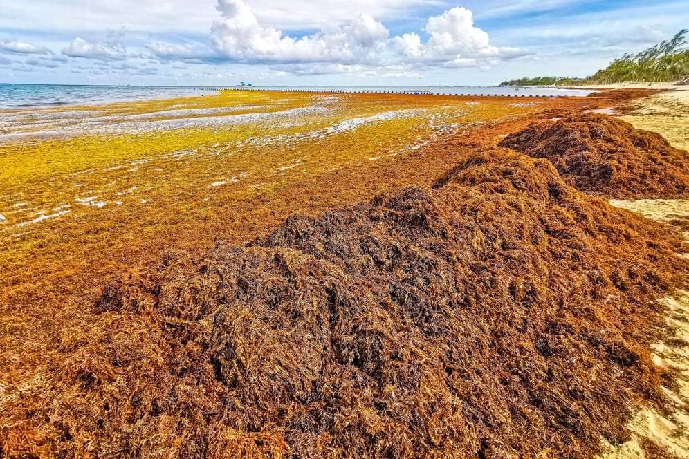 Ein Karibikstrand voller Algen: Erste Ausläufer der Algenwolke sind bereits an Stränden der mexikanischen Halbinsel Yucatán angespült worden.