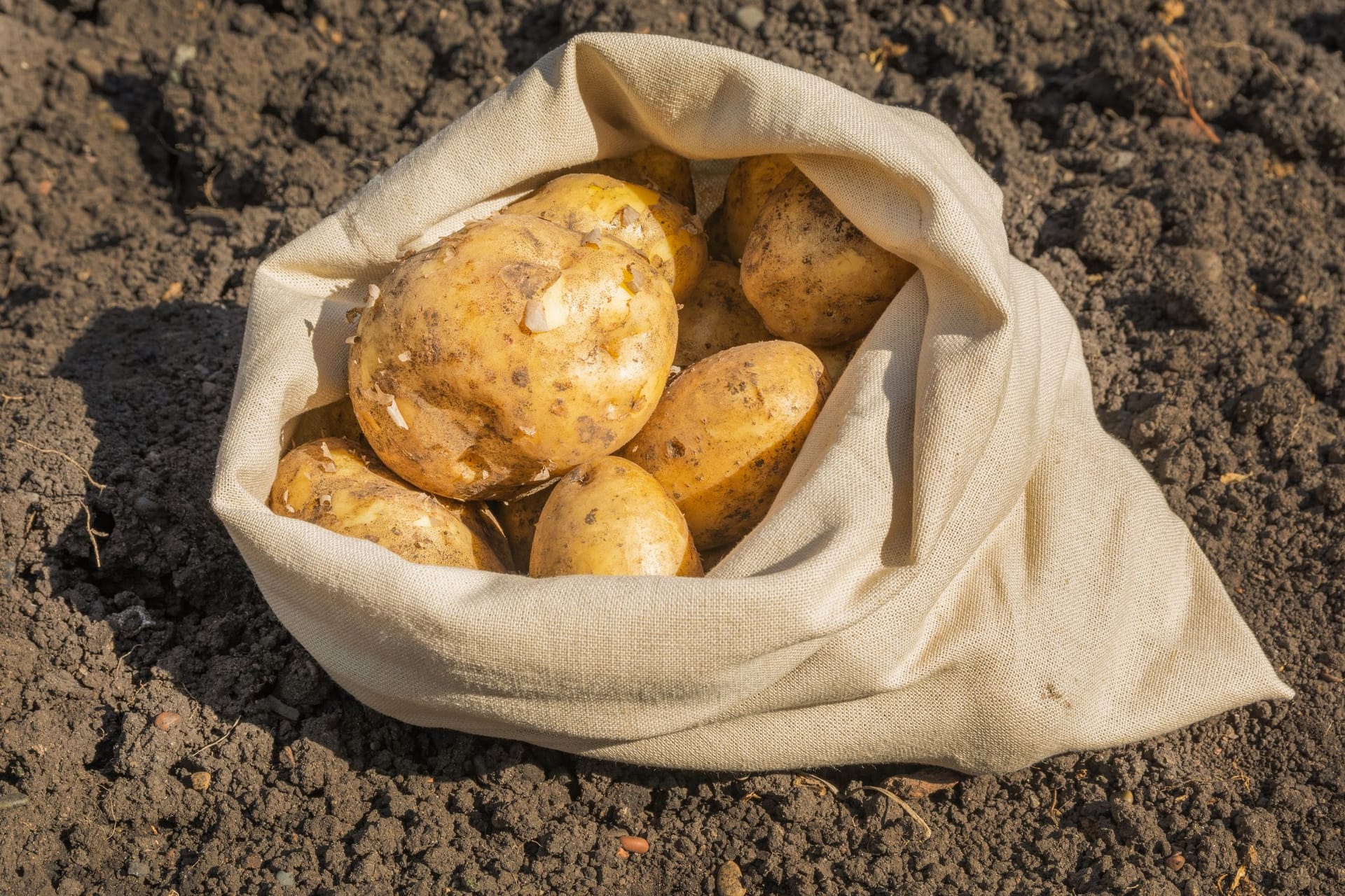 Kartoffeln im Sack anbauen: Für das Anbauen eignen sich gut luftdurchlässige PVC-Säcke.