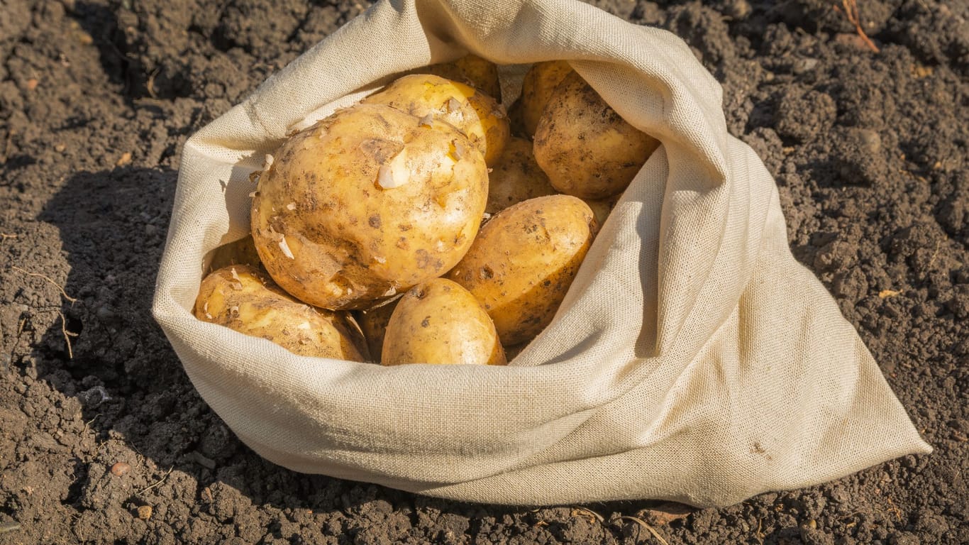 Kartoffeln im Sack anbauen: Für das Anbauen eignen sich gut luftdurchlässige PVC-Säcke.