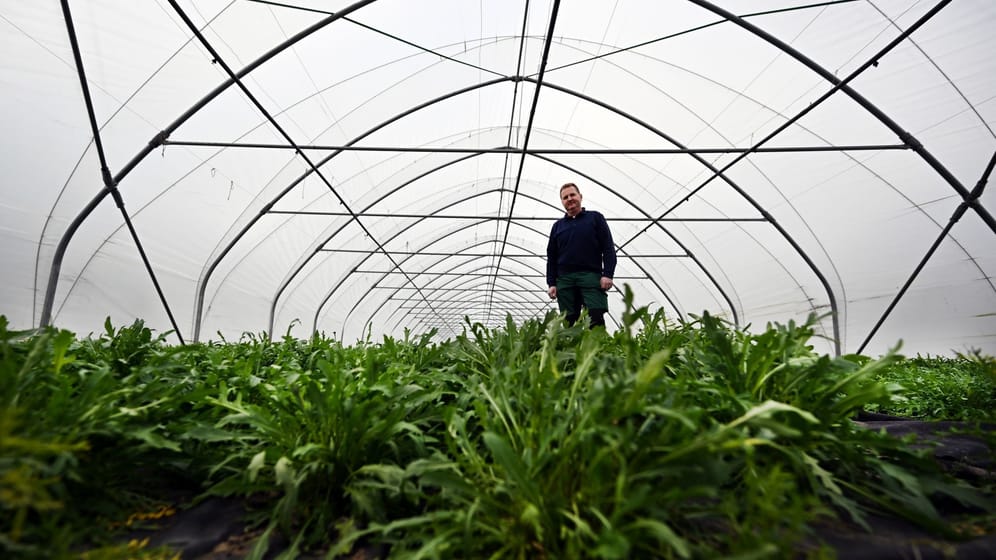 Schutz für Salate auf dem Feld - Ende April könnte Ernte beginn