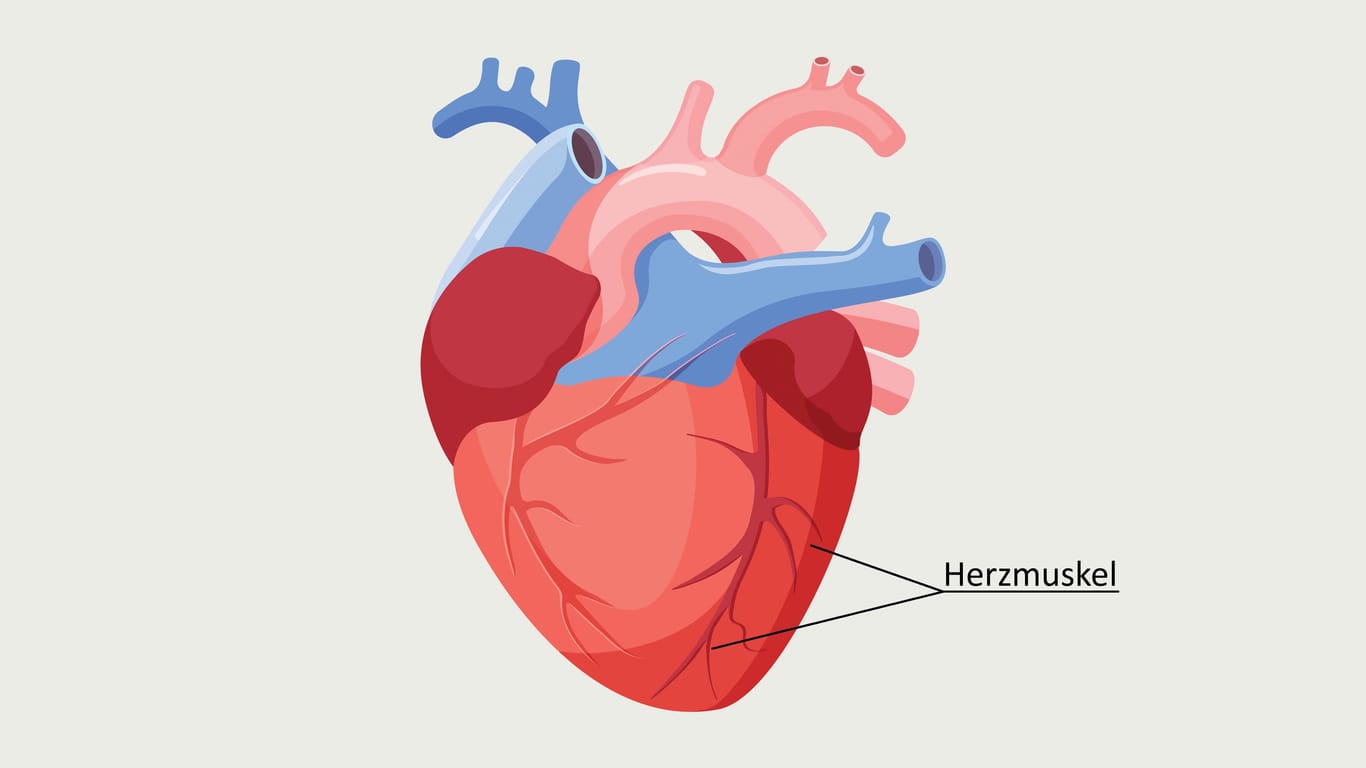 Illustration: Anatomie des Herzens
