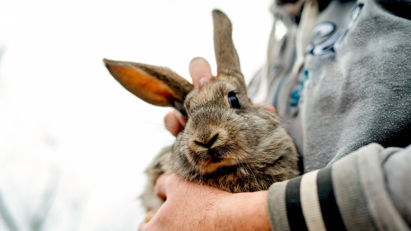 Ein Mann hält ein Kaninchen auf dem Arm (Symbolfoto): "Ein Mensch kann einen Kaninchenpartner nicht ersetzen", sagt Bremens Tierschutzbeauftragte.